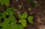 Yellow pimpernel